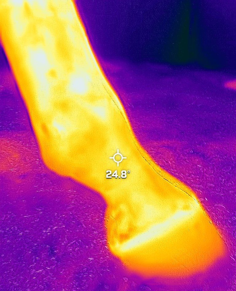 20220410T (1) Thermal Image of a Horse Hoof